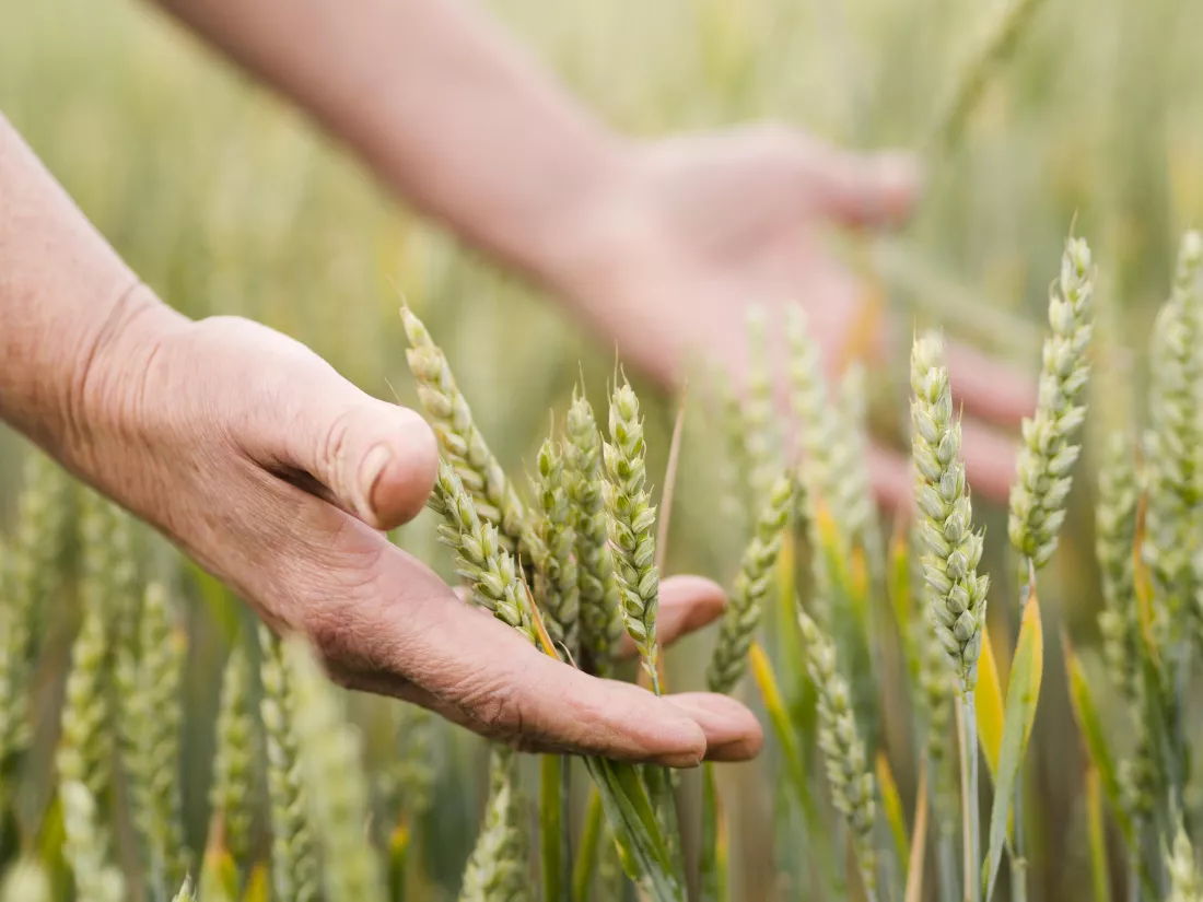 woman-holding-wheat-her-hands