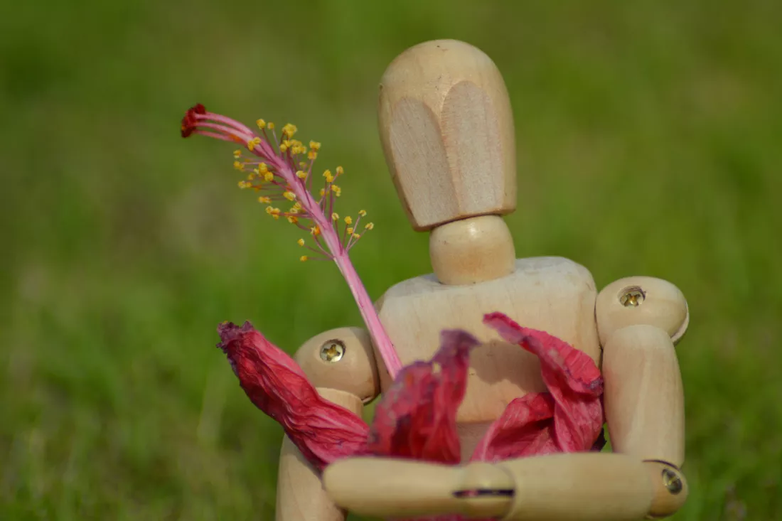 wooden-mannequin-holding-wilted-pink-hibiscus-flower