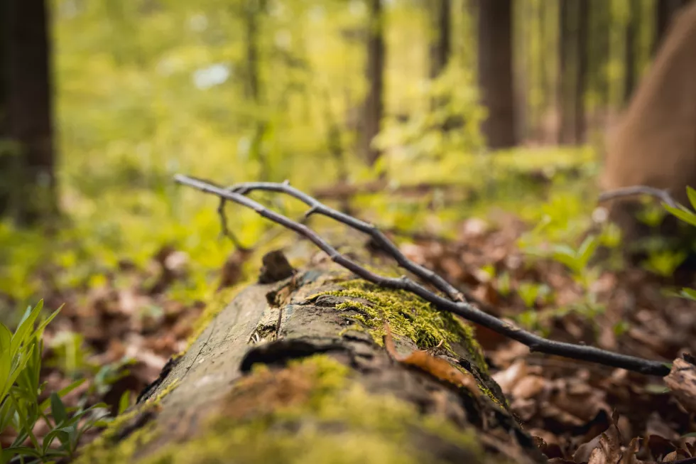 close-up-tree-trunk-forest