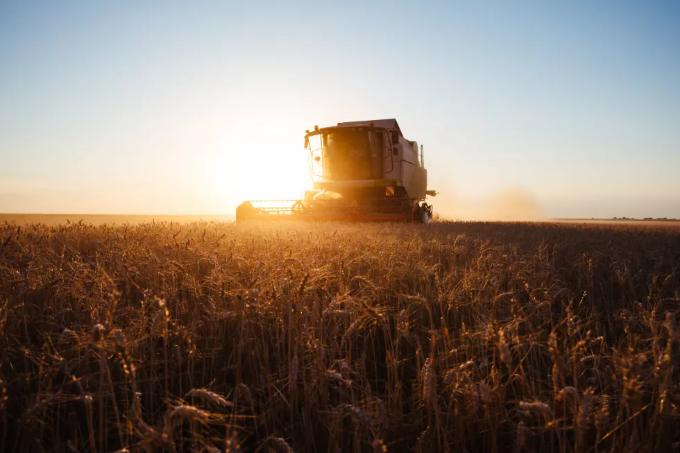 combine-harvester-gold-light-agriculture-fields-with-wheat