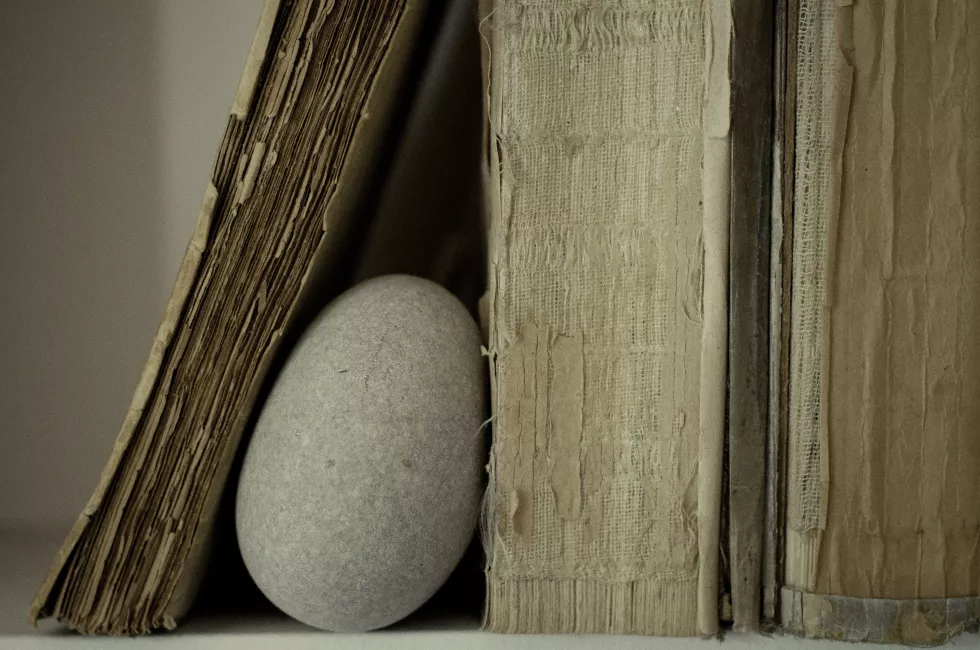 close-up-wood