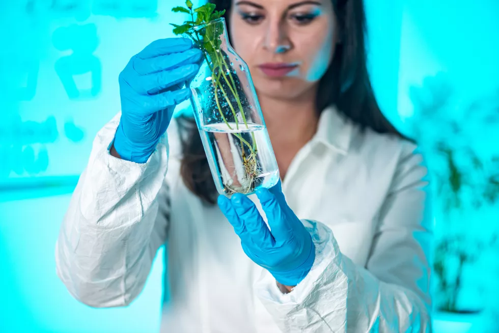 biologist-examining-plant-roots