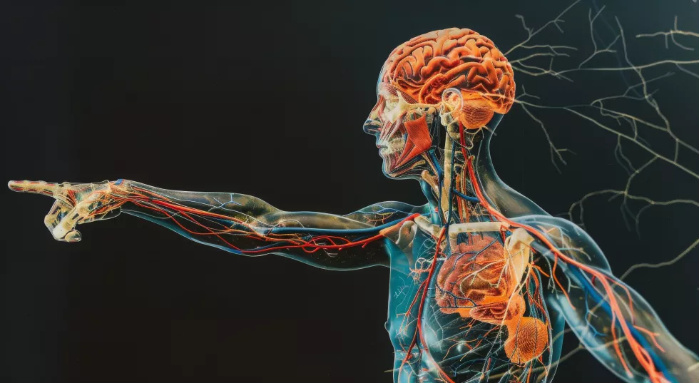 detailed-illustration-human-nervous-system-with-arteries-muscles