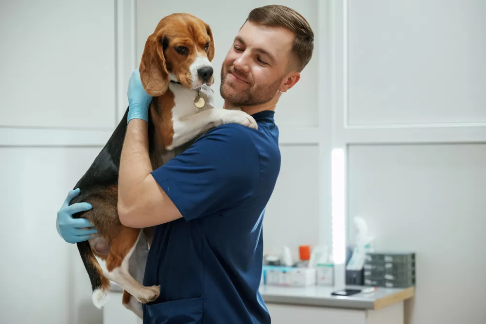 holding-animal-hands-male-veterinarian-is-working-with-beagle-dog-clinic