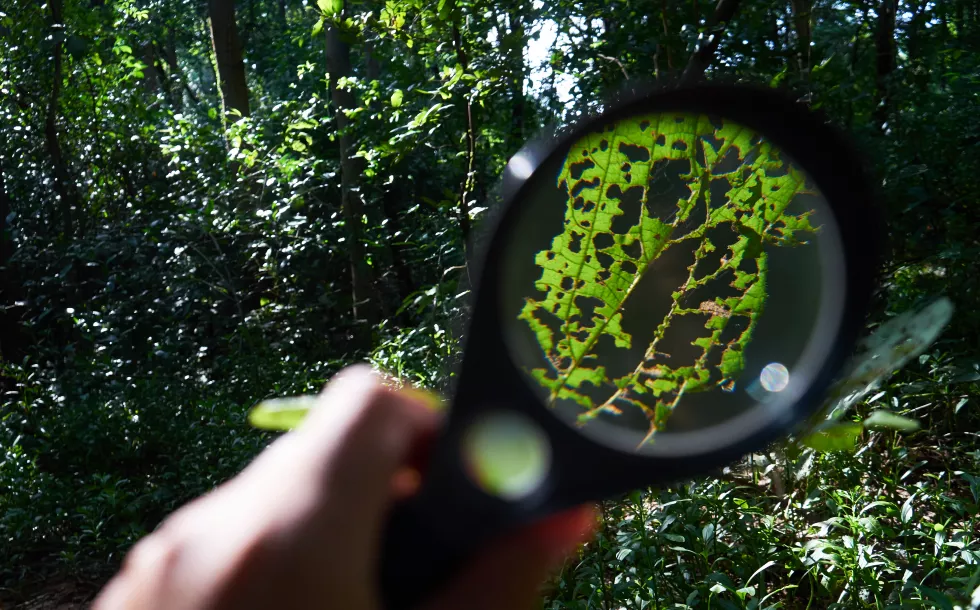 cropped-hand-holding-magnifying-glass