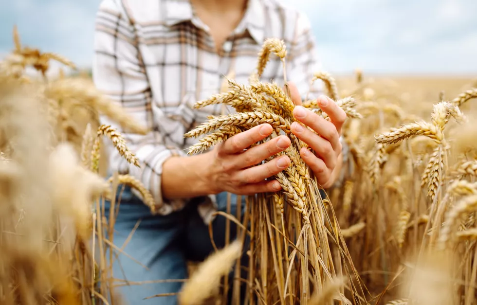 agronomist-holds-ears-wheat-check-quality-wheat-grain-agriculture-food-industry